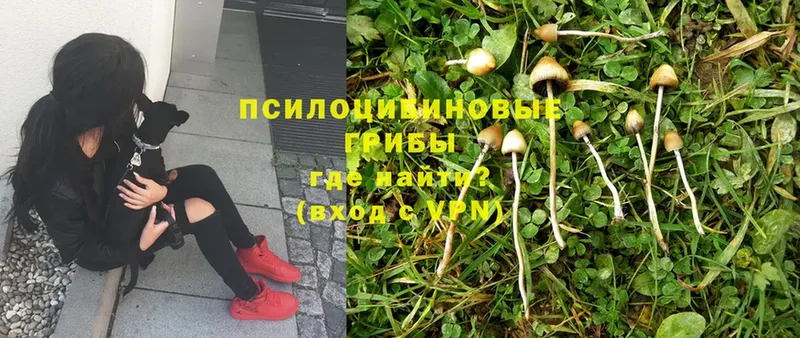 ссылка на мегу онион  цена   Ессентуки  Галлюциногенные грибы Magic Shrooms 